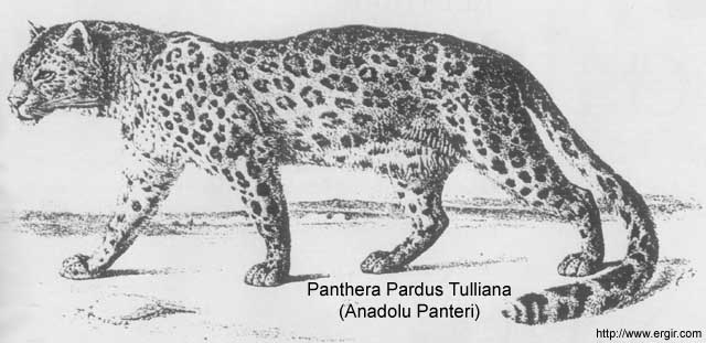 Pantera Pardus